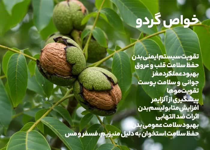 خواص گردو