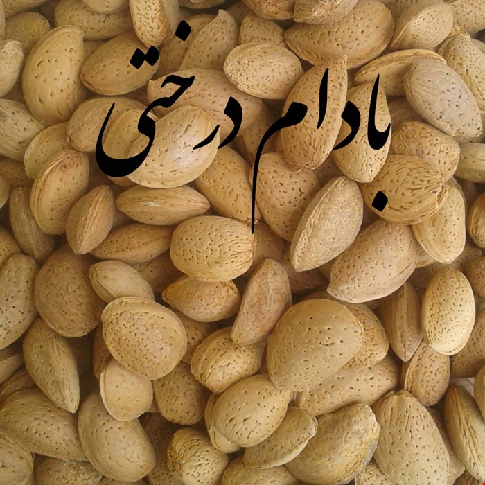 بادام سنگی