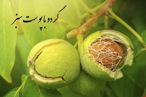 گردو با پوست سبز
