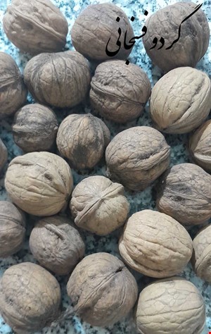 گردوی فسنجانی