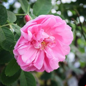 گل محمدی