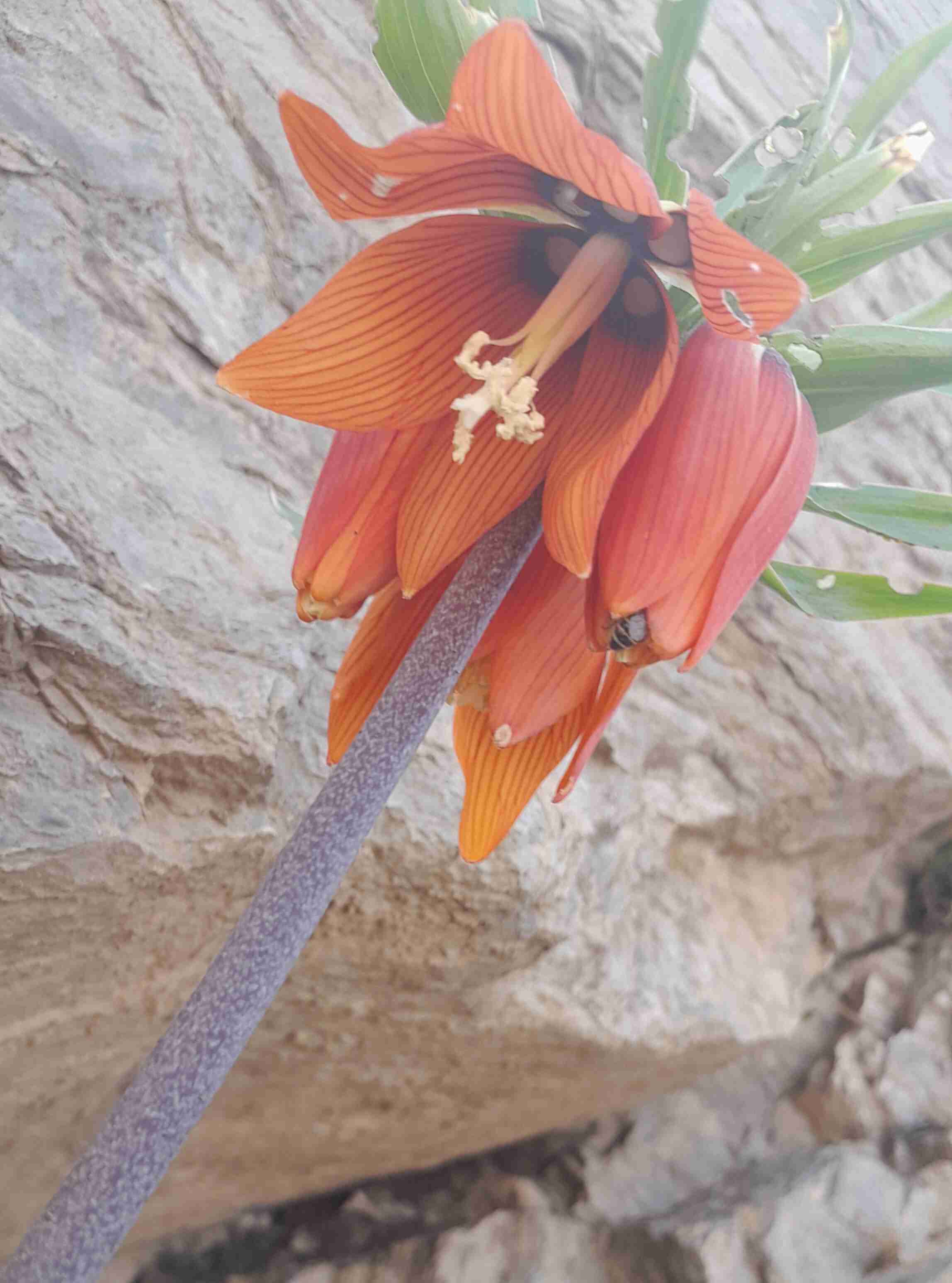 جشنواره شیره پزی مانیزان ملایر