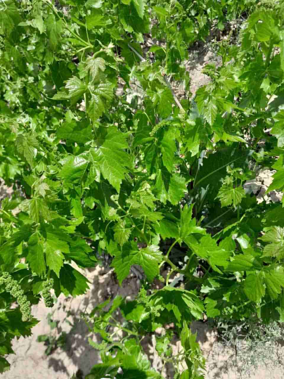 باغات ملایر: گنجینه‌ای از طعم‌ها و عطرهای طبیعی