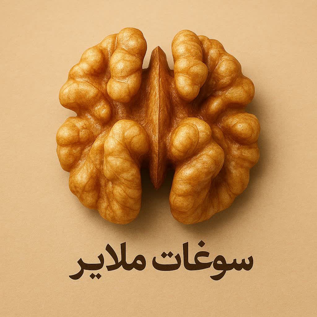 گردو تویسرکان یا ملایر؟ کدومو بخریم؟