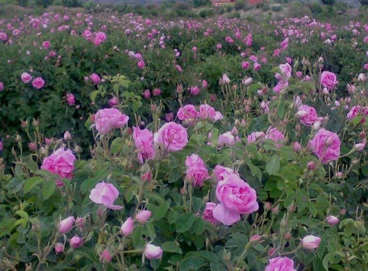 کشت گل محمدی در ملایر